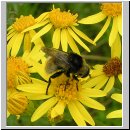 Merodon equestris - Narzissenschwebfliege 12.jpg